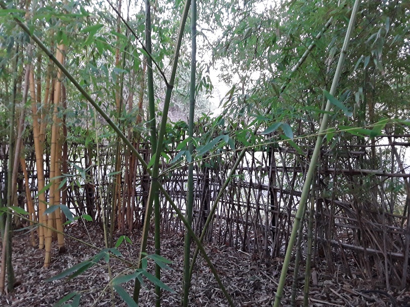 Simple Bamboo Fence in Bamboo Grove